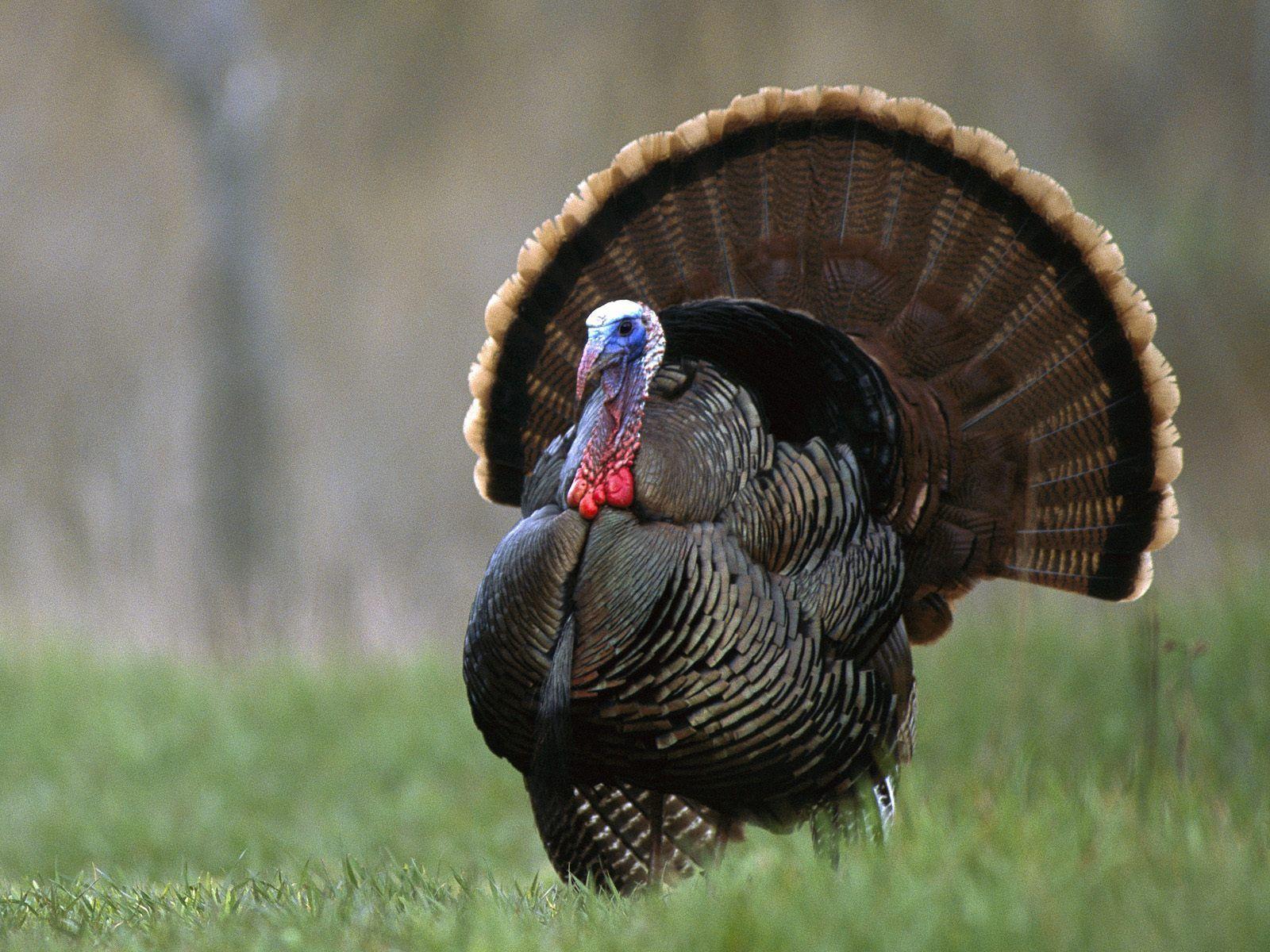 Strutting Wild Turkey Wallpapers Top Free Strutting Wild Turkey