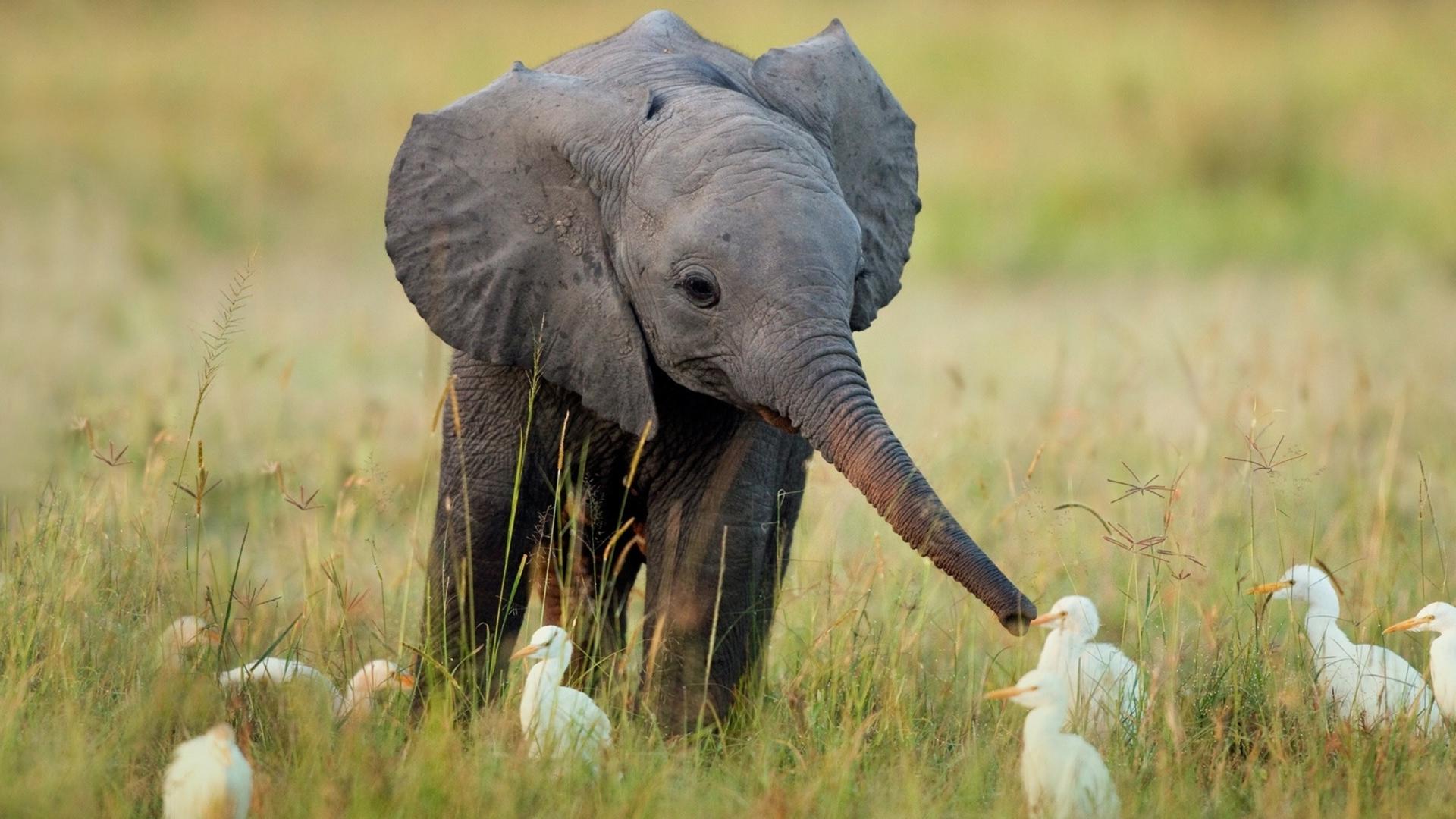 1920x1080 Cute Baby Elephant HD Wallpaperx1080