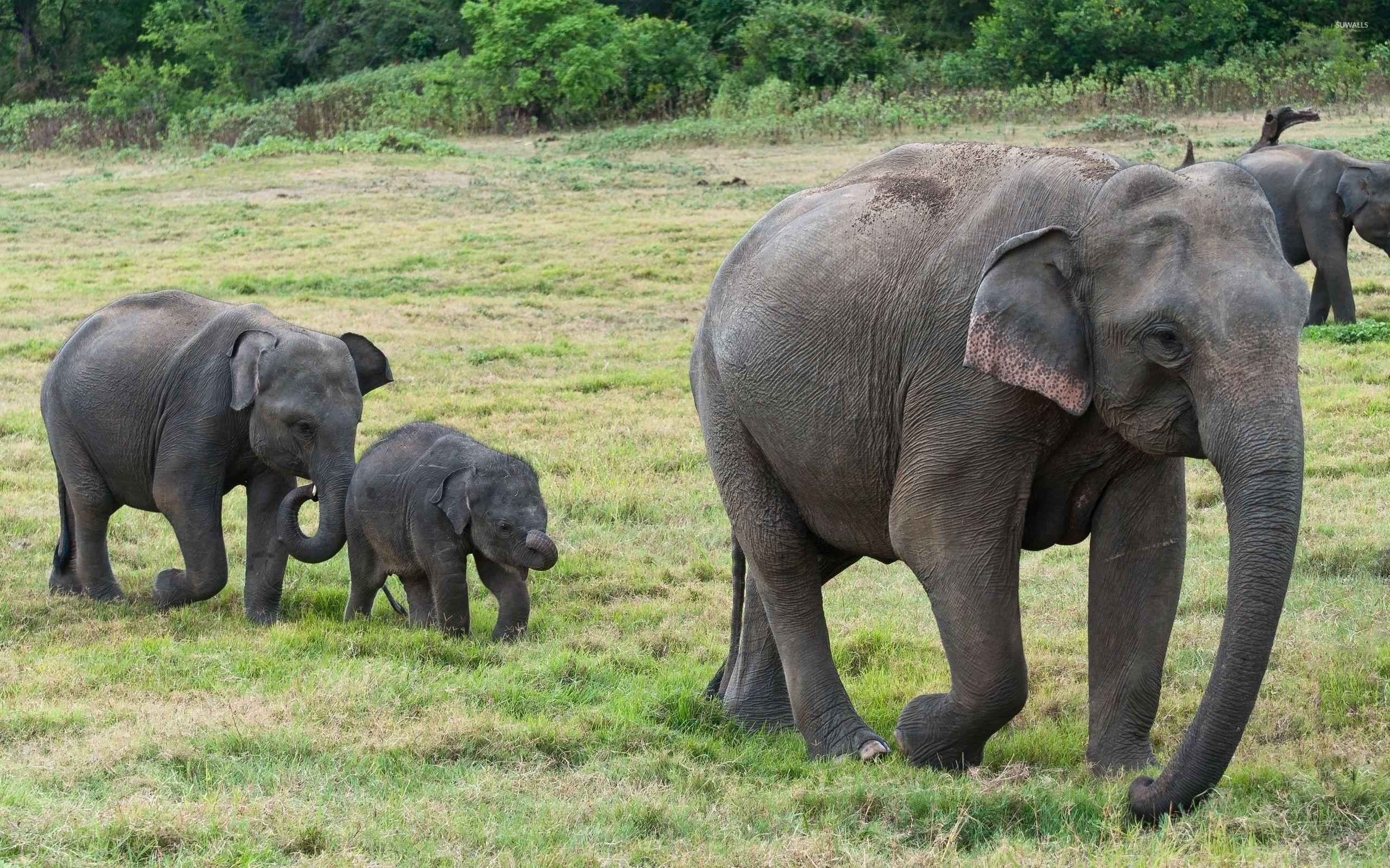 Elephant множественное. Цейлонский слон. Африканский слон. Слон и Слоненок. Слоны фото.