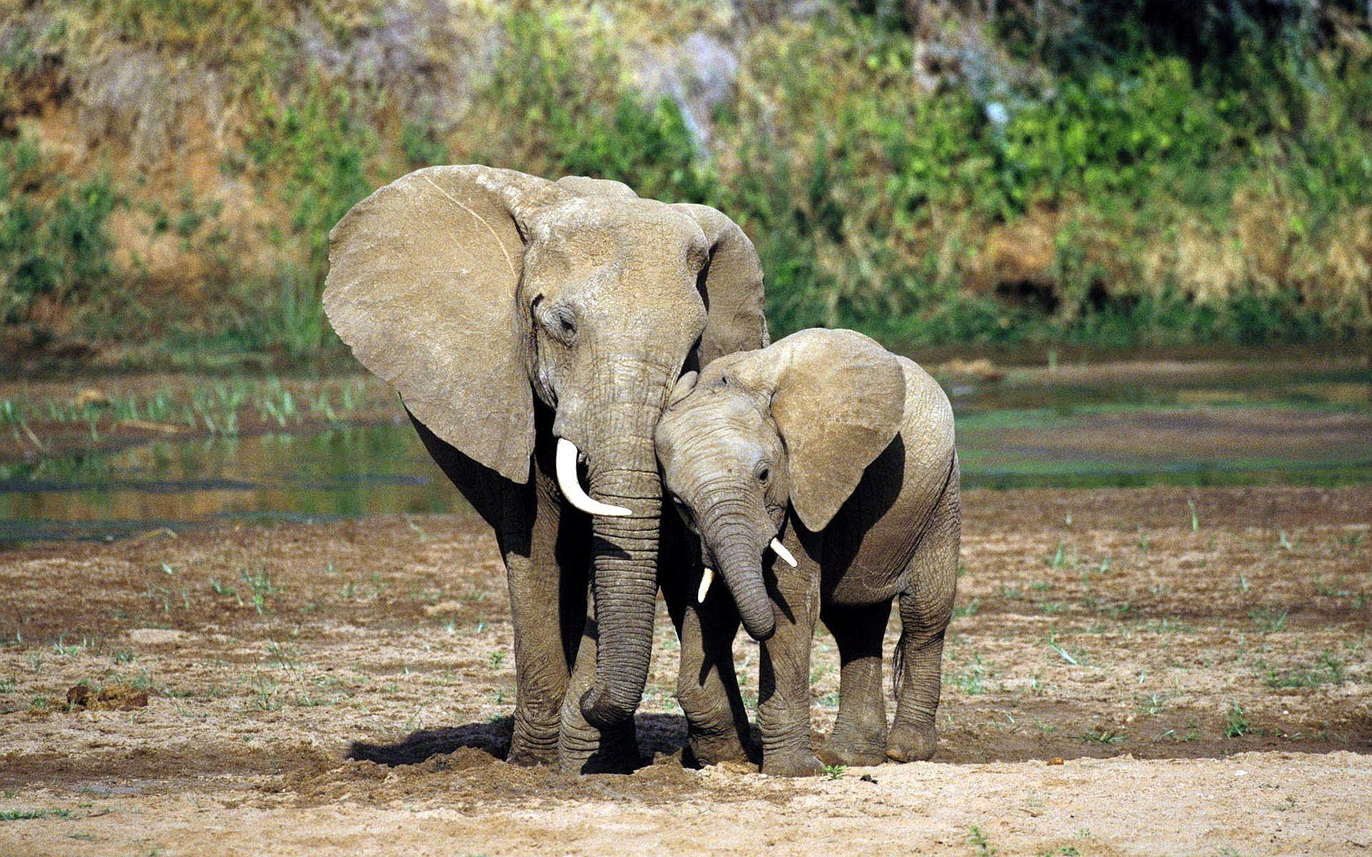 1920x1200 Pin Download Baby Elephant Wallpaper 7 Wallpaper