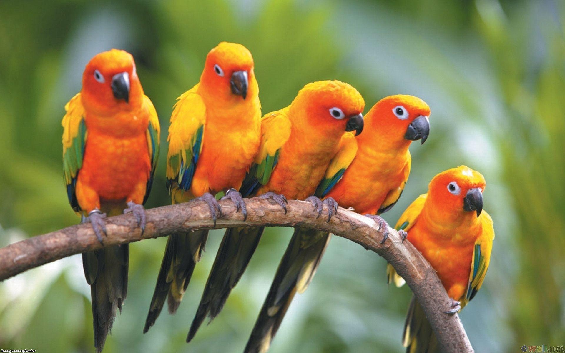 1920x1200 Wallpaper Birds