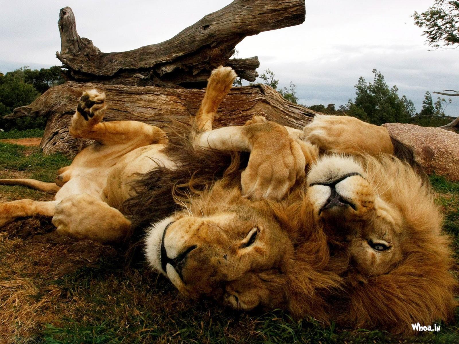 1600x1200 Cute Lions Wallpaper HD