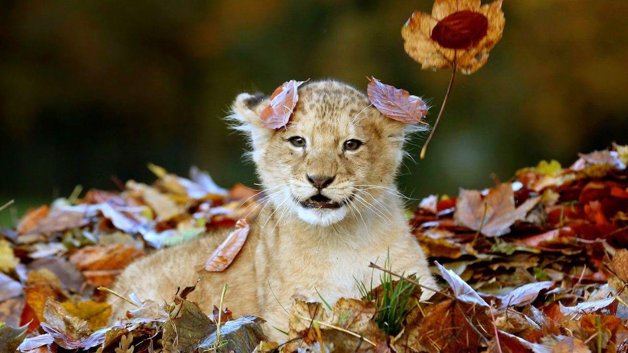 1280x720 Baby Lion HD Wallpaper Playing In The Leaves