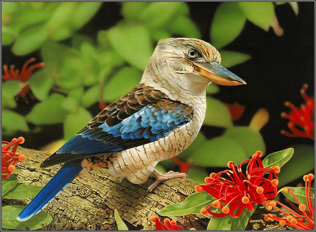 1054x775 beautiful birds wallpaper
