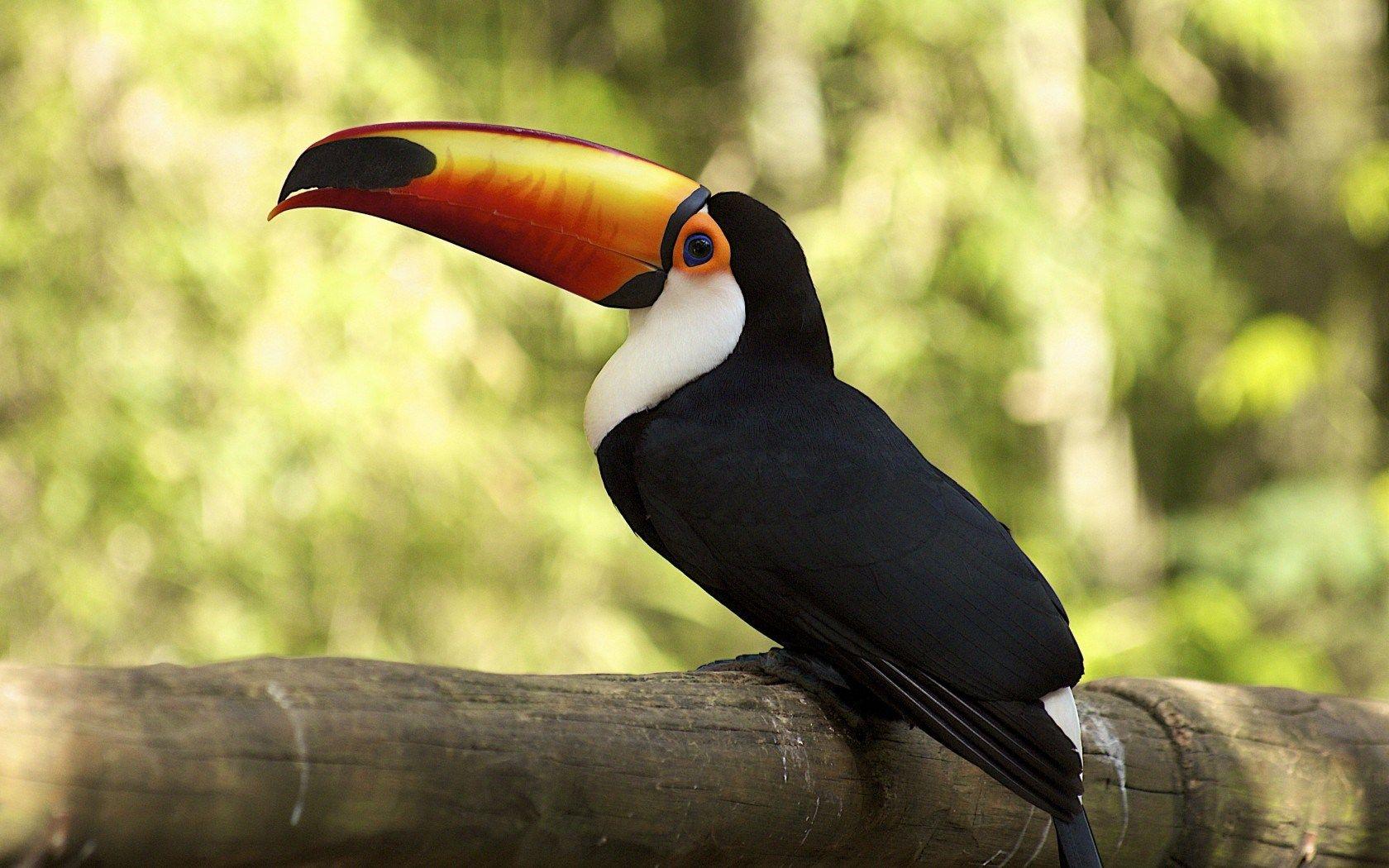 1680x1050 HD Toucan Bird Wallpaper