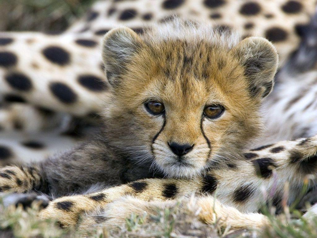 1024x768 Cute Baby Lion Wallpaper