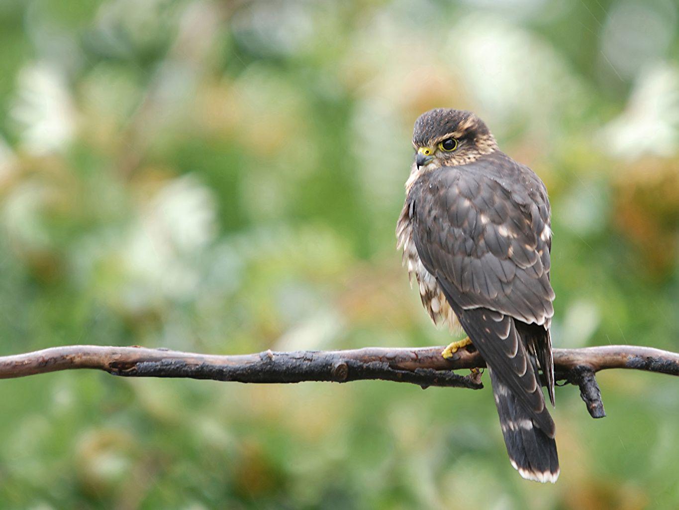 1365x1024 Desktop Wallpaper bird Eagles wild buzzard Animals