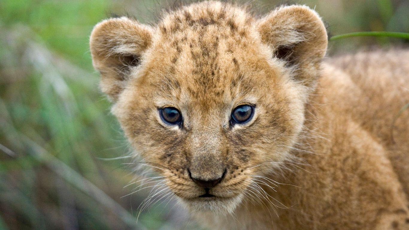 1366x768 Free download Beautiful Cute Lion Cub Closeup Face HD