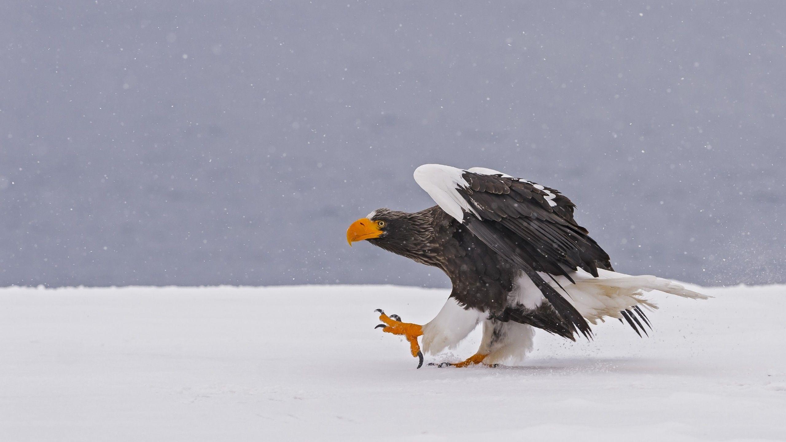 2560x1440 Download 2560x1440 Eagle, Feathers, Wings, Snow, Walking
