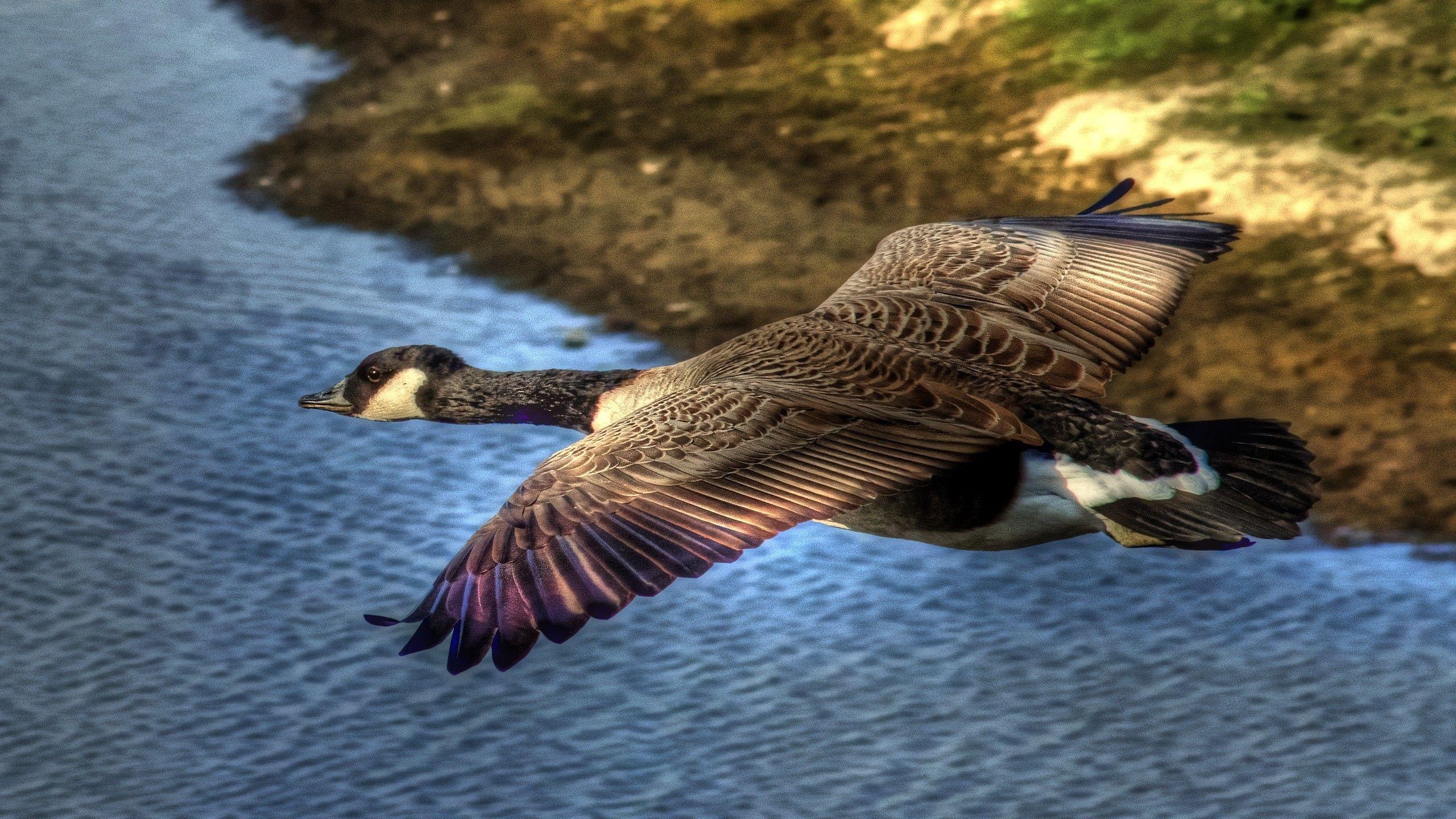 2560x1440 Download wallpaper 2560x1440 duck, wild, flying, water, bird