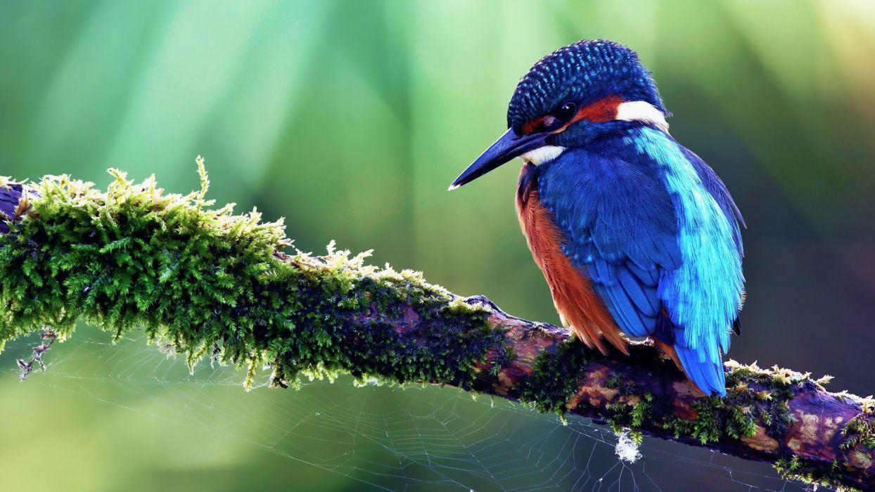 1244x700 Bird animal beautiful wild wings exotic birds wallpaper