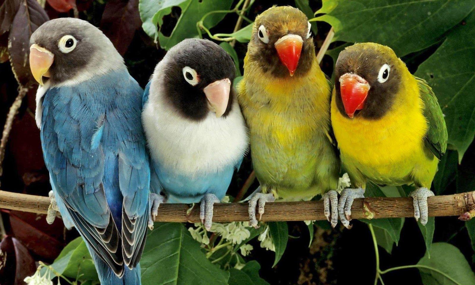 1600x960 Beautiful Birds Pics HD for Kids Wallpaper. Parot Bird