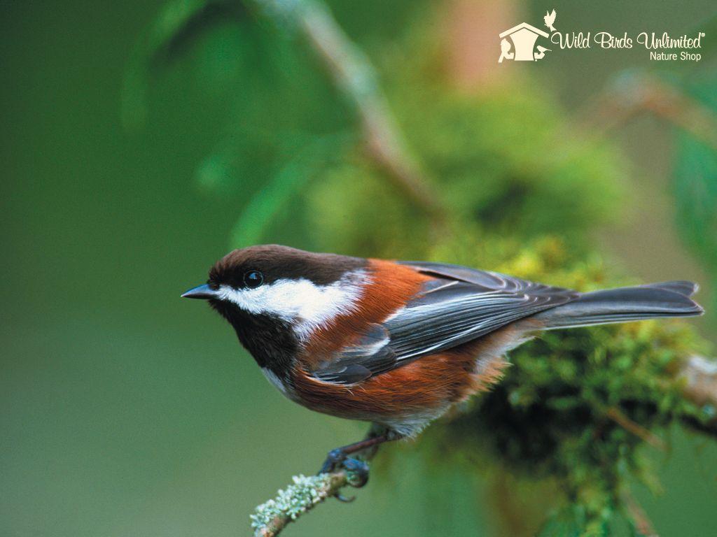 1024x768 Free download Wild Bird Wallpaper Amazing Wallpaper