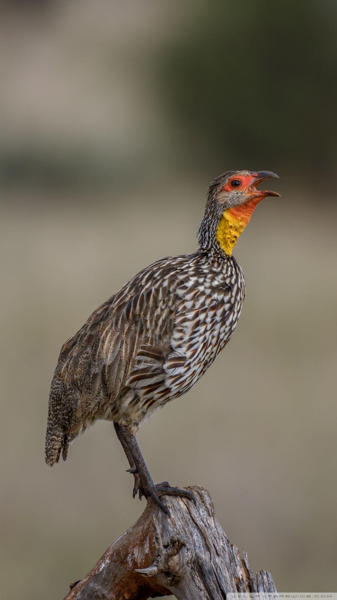 1080x1920 Yellow Necked Spurfowl Bird ❤ 4K HD Desktop Wallpaper