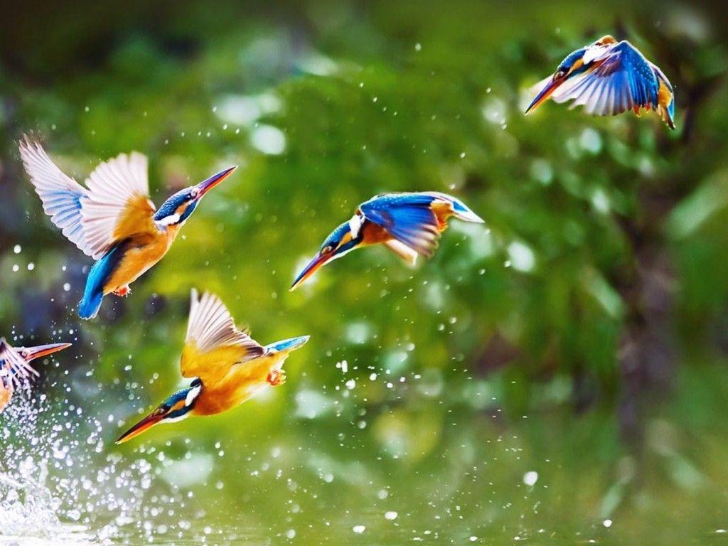 1024x768 Blue bird Bird cool picture HD wallpaper
