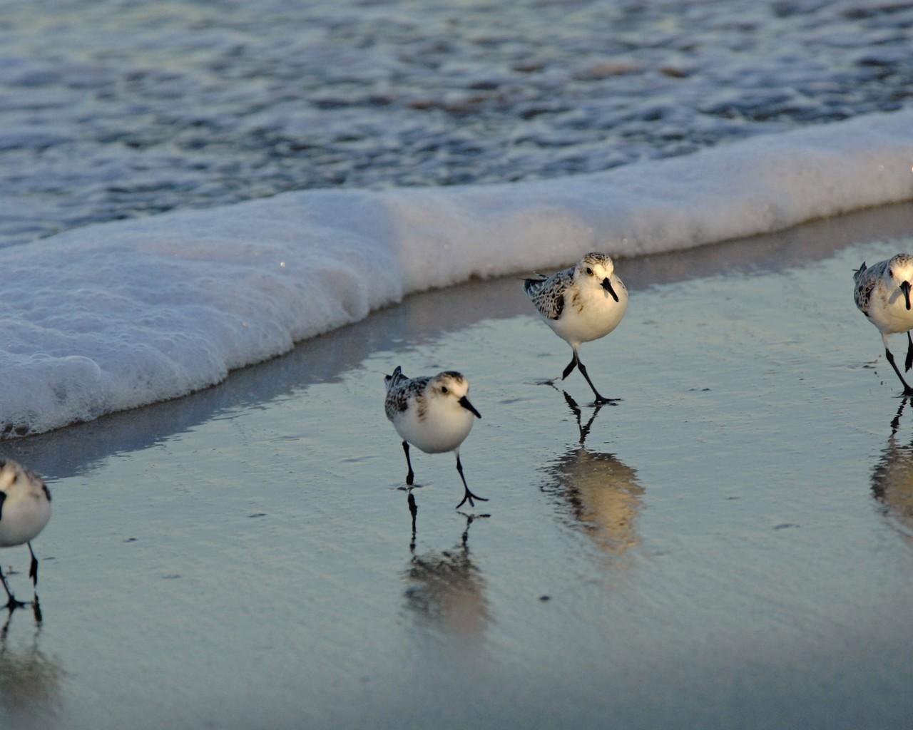1280x1024 Wild Birds Wallpaper for Android
