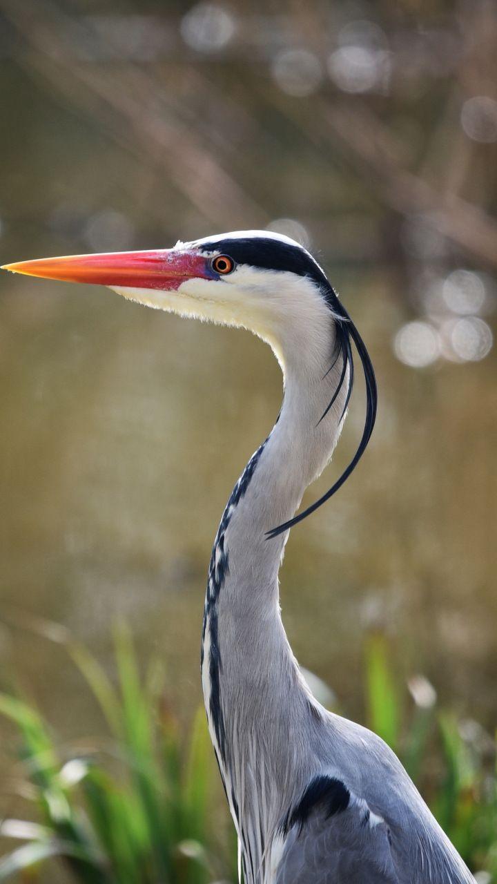 720x1280 Heron, bird, blur, muzzle, 720x1280 wallpaper. Birds