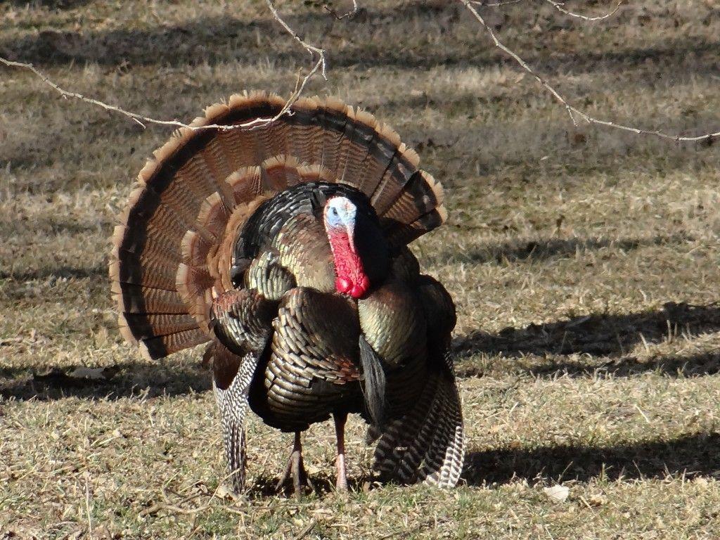 1024x768 The Addiction: Spring Wild Turkey Hunting •NEBRASKALand Magazine