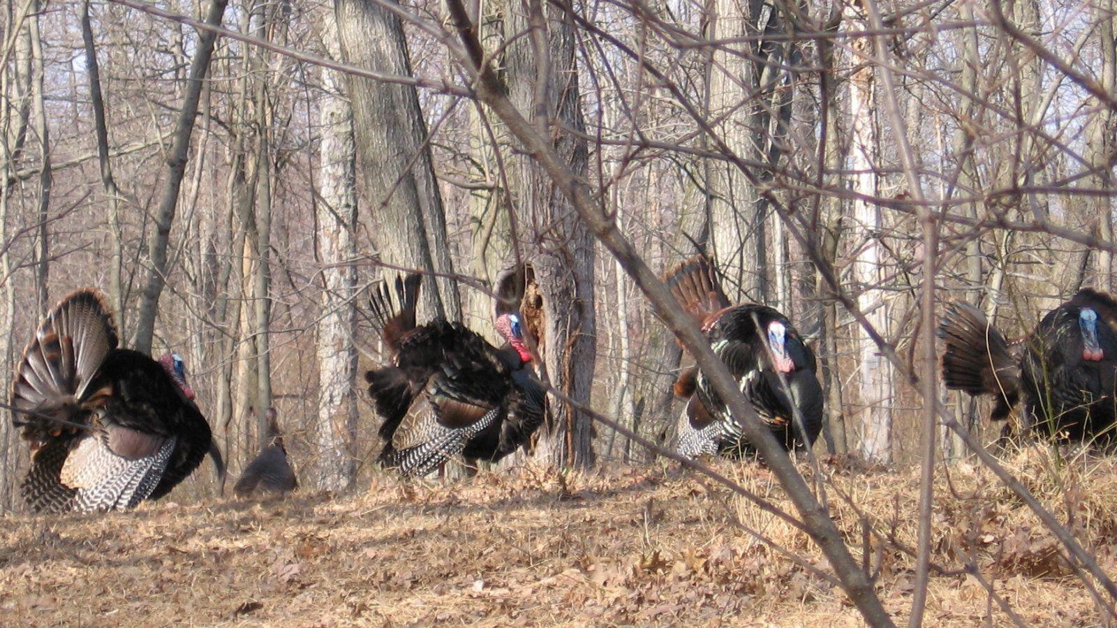 1600x900 Wild Turkey Wallpaper Animal Spot