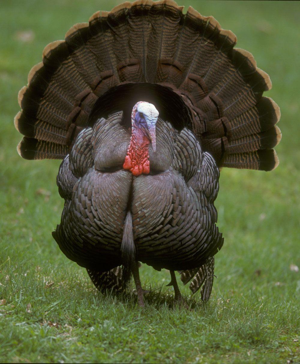1000x1212 Wild Turkey Wallpaper Animal Spot