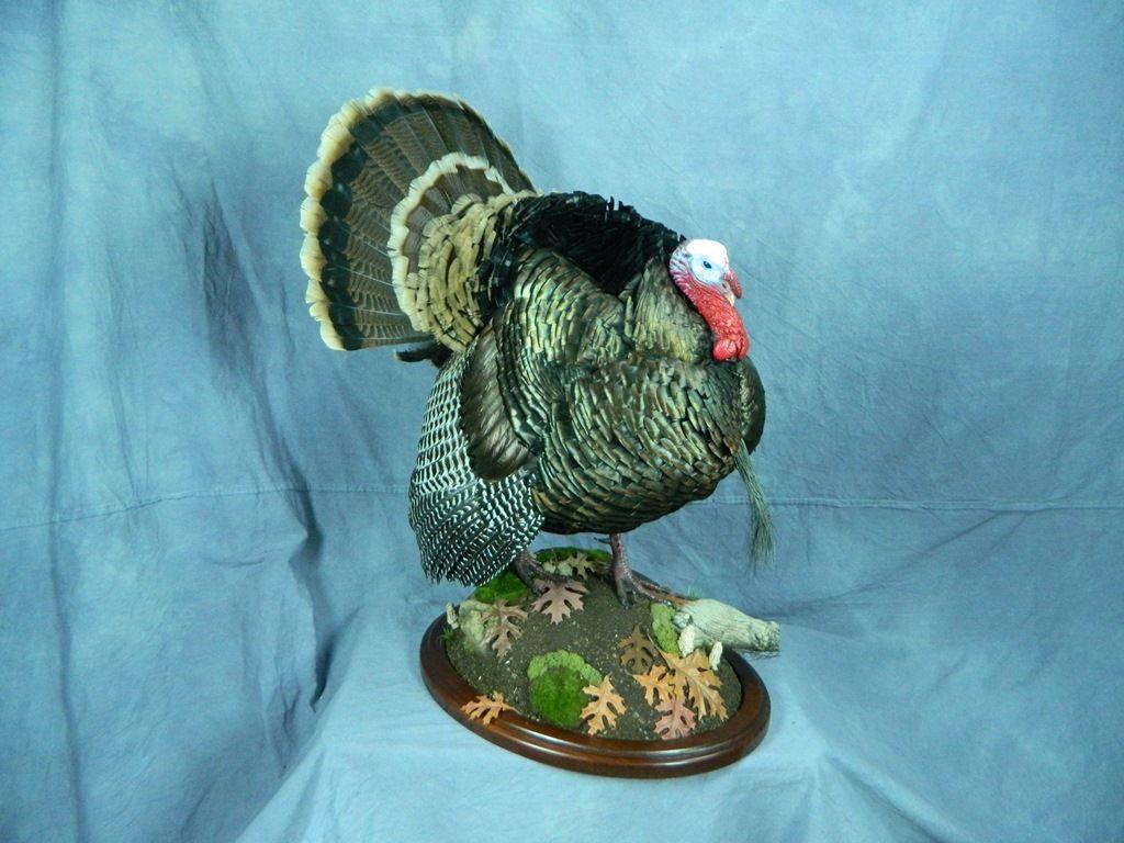 1024x768 Showpiece Taxidermy: South Dakota Turkey Mount Taxidermist