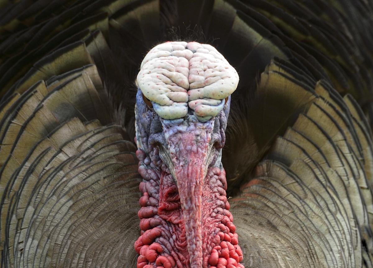 1200x863 Cool Photo for Advanced Wild Turkey Gobbler Identification
