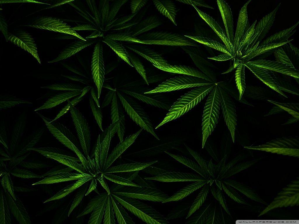 1024x768 Weed ❤ 4K HD Desktop Wallpaper for 4K Ultra HD TV • Wide