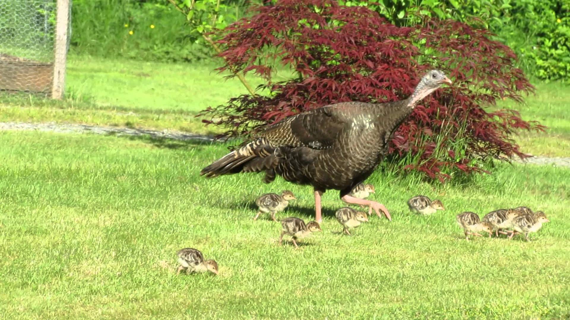 1920x1080 wild turkey. Help Change The World. The Future Of The County Is Now