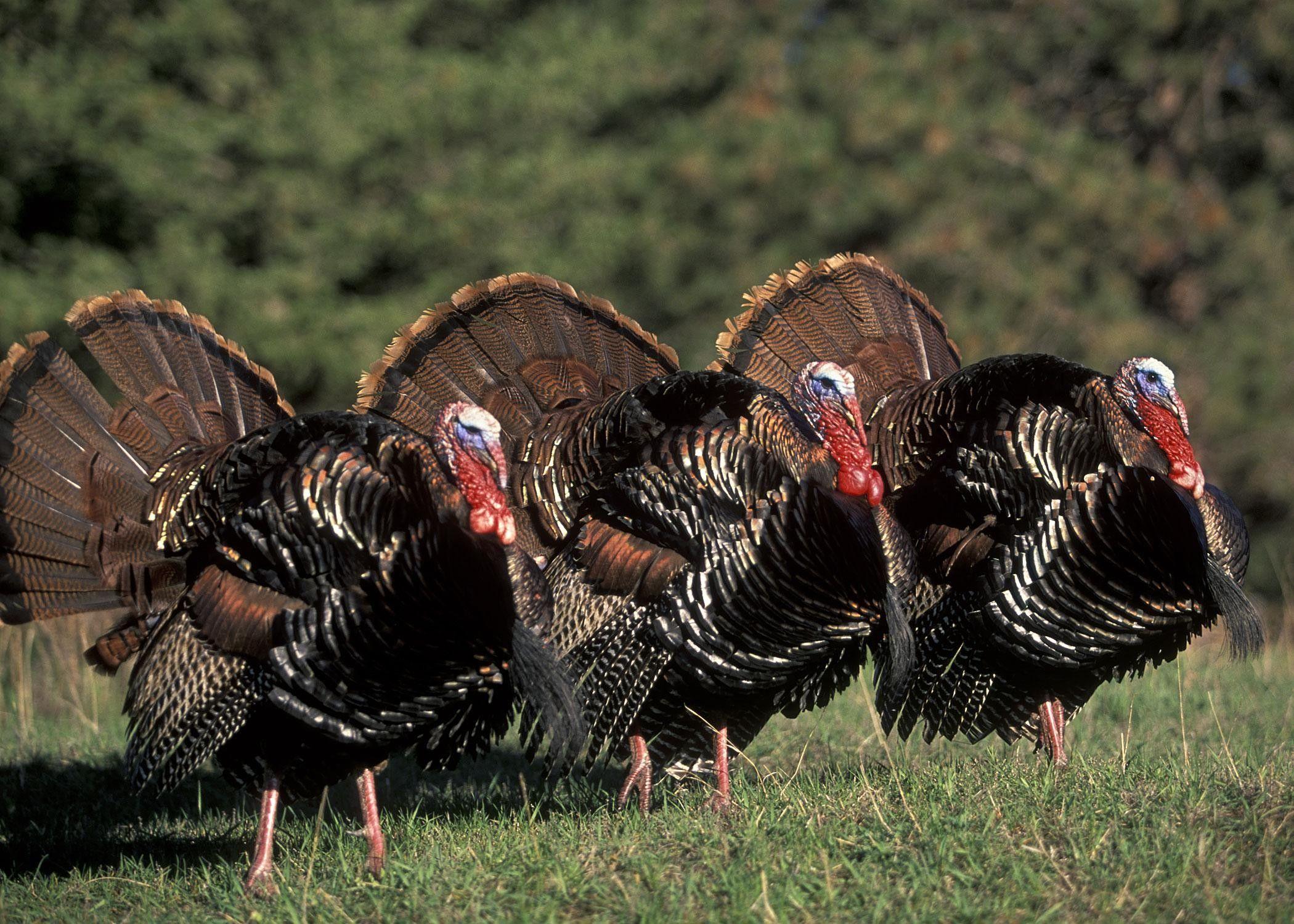 2100x1500 Eastern Wild Turkey Wallpaper