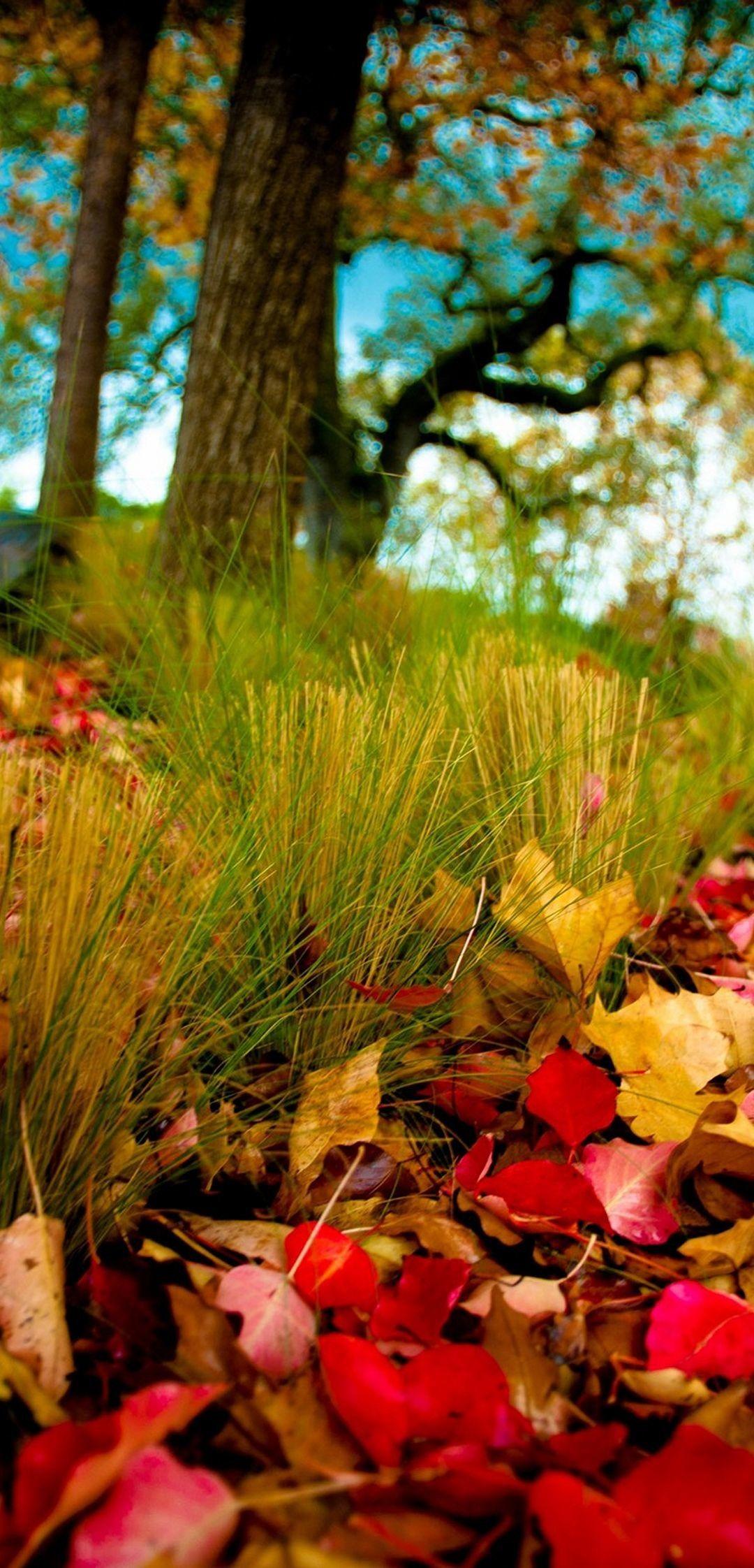 1080x2244 Nature Flower Wallpaper
