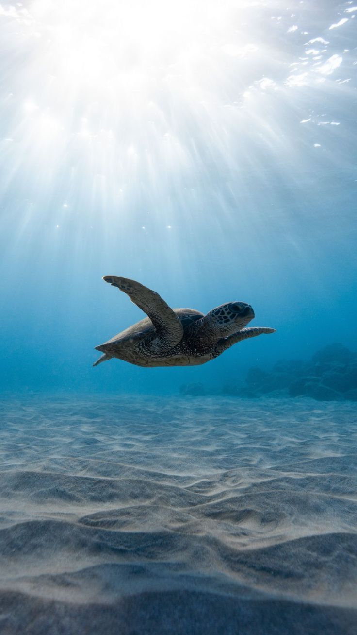 736x1307 Sea turtle wallpaper