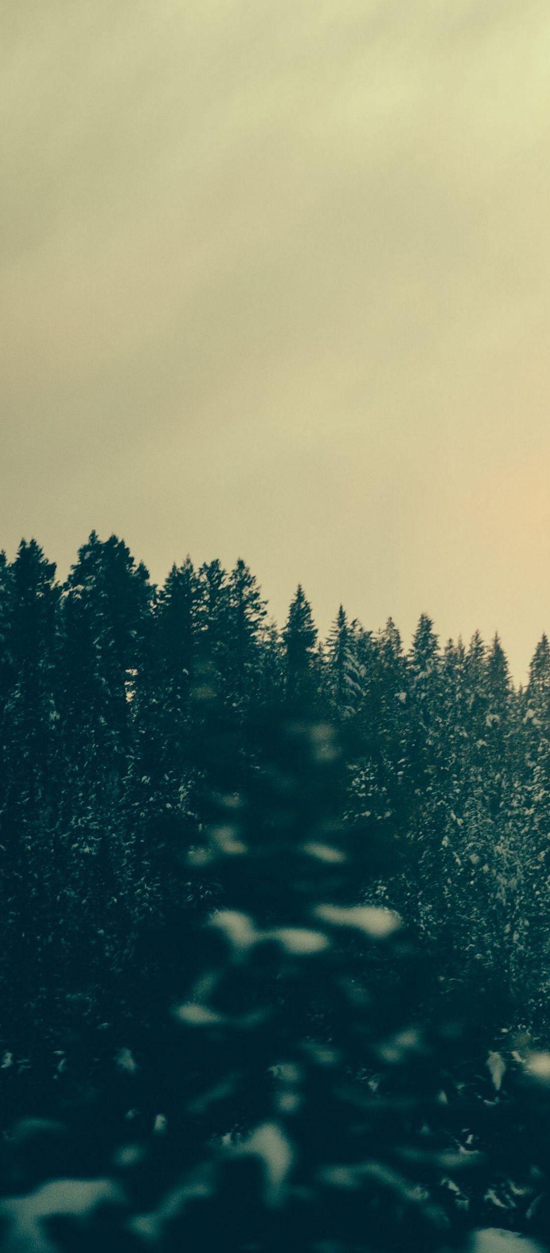 1080x2460 Forest Trees Twilight - [1080x2460)
