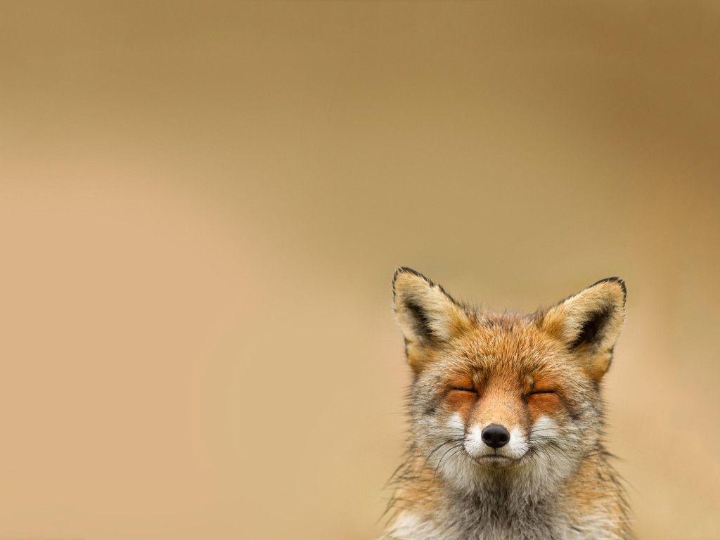 1024x768 Most Satisfied Fox Ever HD Wallpaper