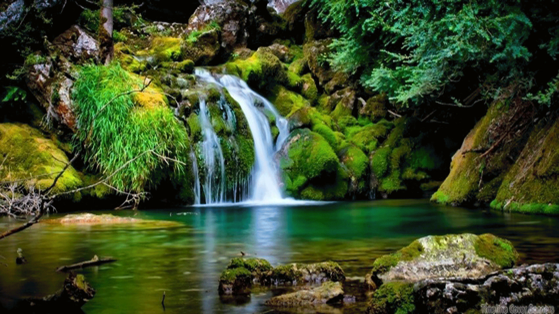 1920x1080 Nature GIF on GIFER