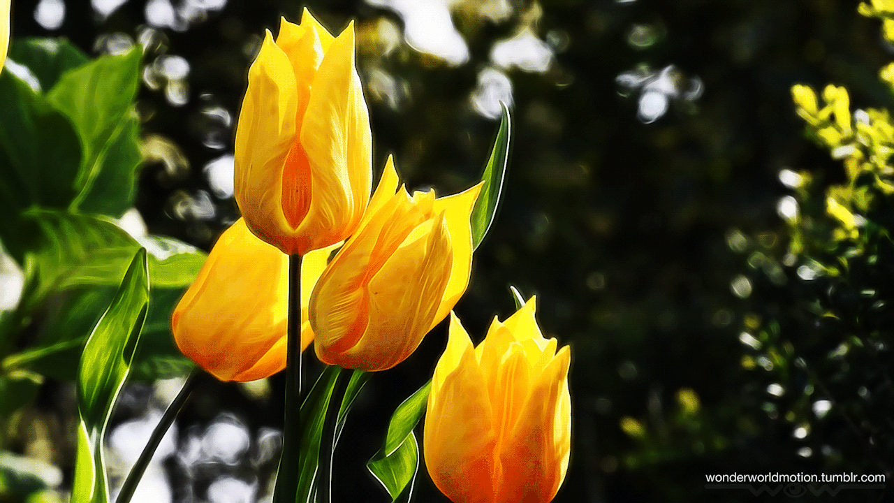 Trends For Nature Wallpaper Hd Download For Android M vrogue.co