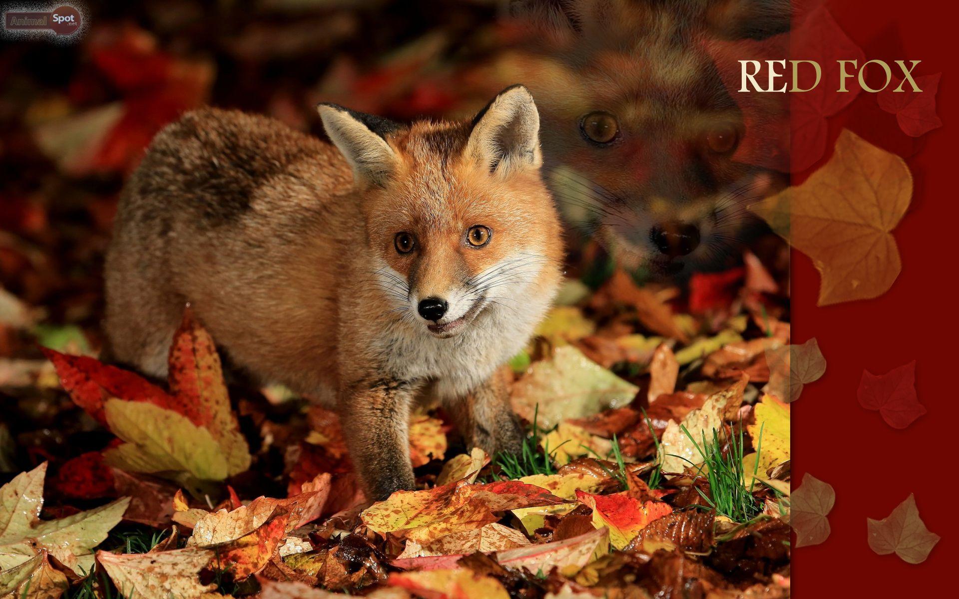 1920x1200 Red Fox Wallpaper Animal Spot