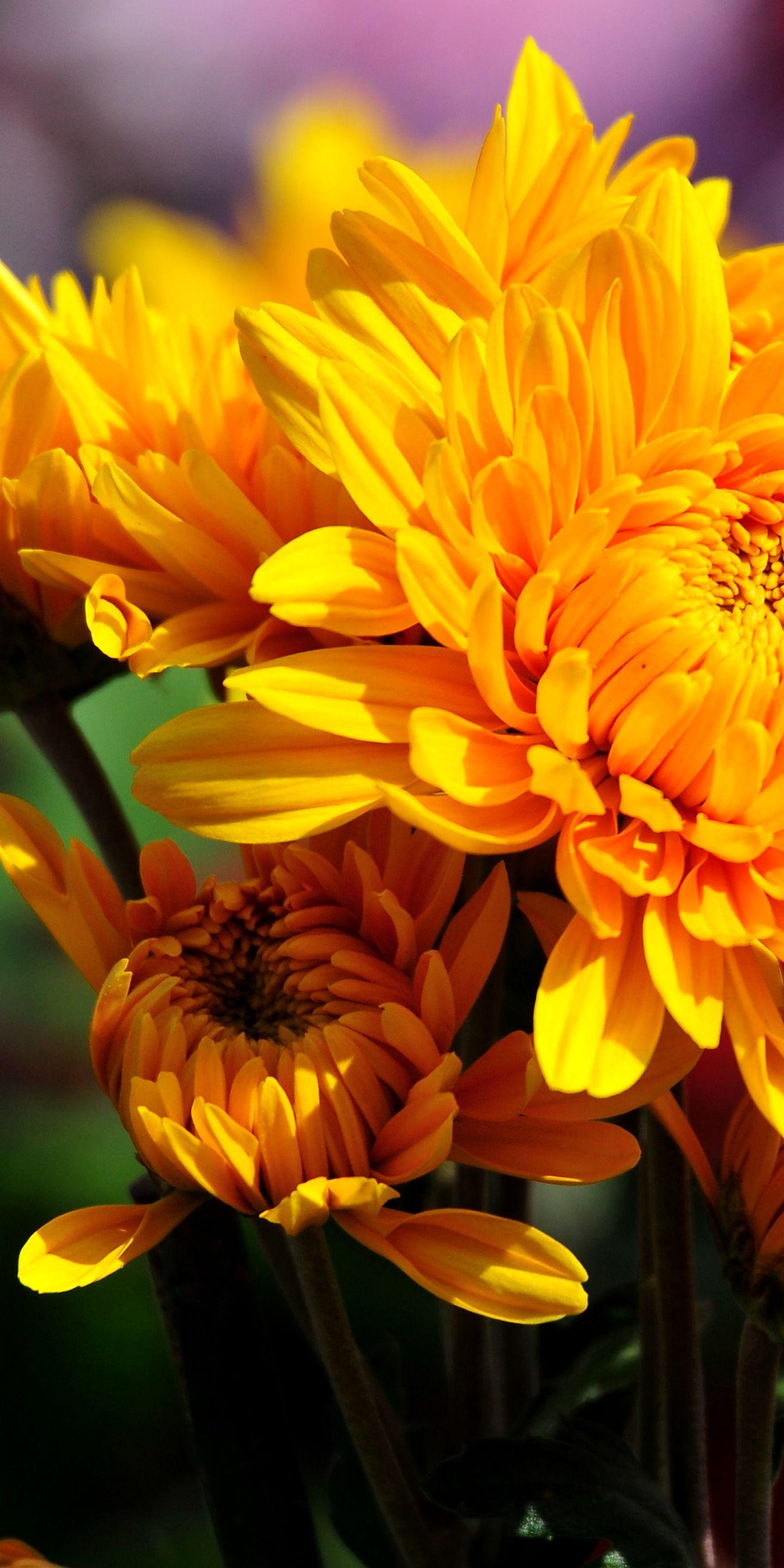 1440x2880 Chrysanthemum wallpaper