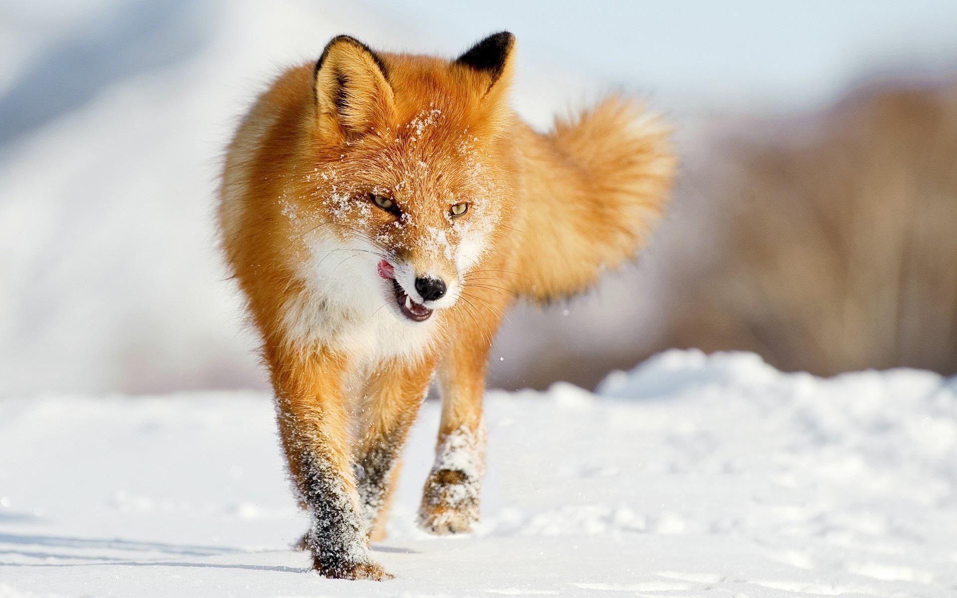 1920x1200 Fox Wallpaper, Fox Image Galleries