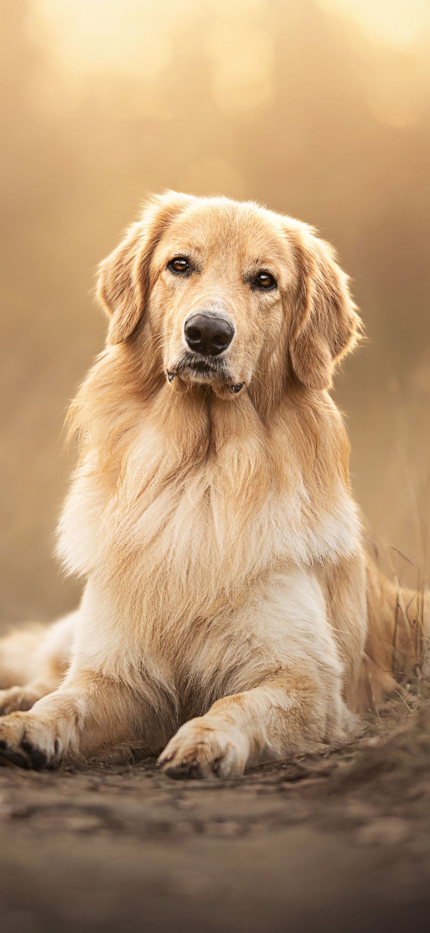 1440x3120 Golden Retriever Phone Wallpaper