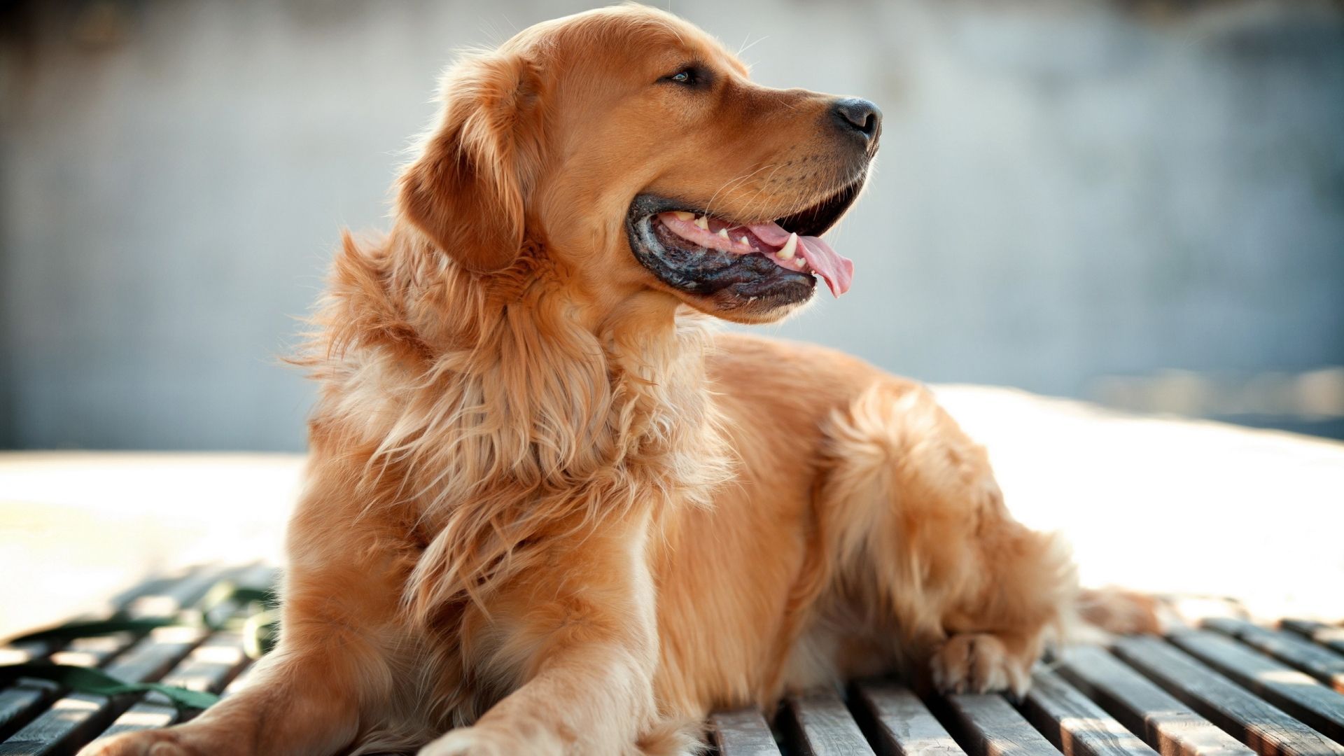 1920x1080 Golden Retriever 1920 x 1080 HDTV 1080p