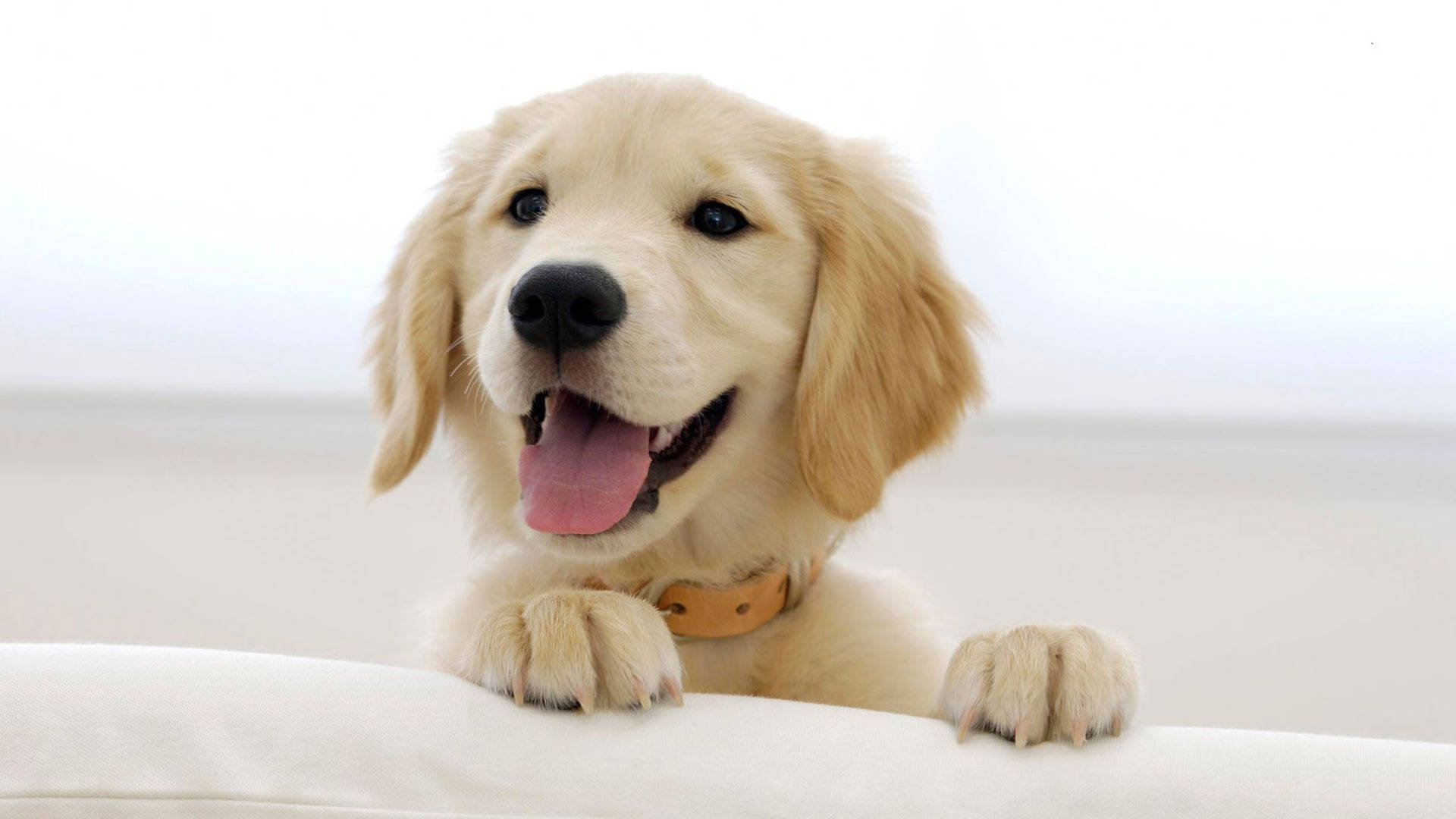 1920x1080 Golden Retriever Puppies Wallpaper