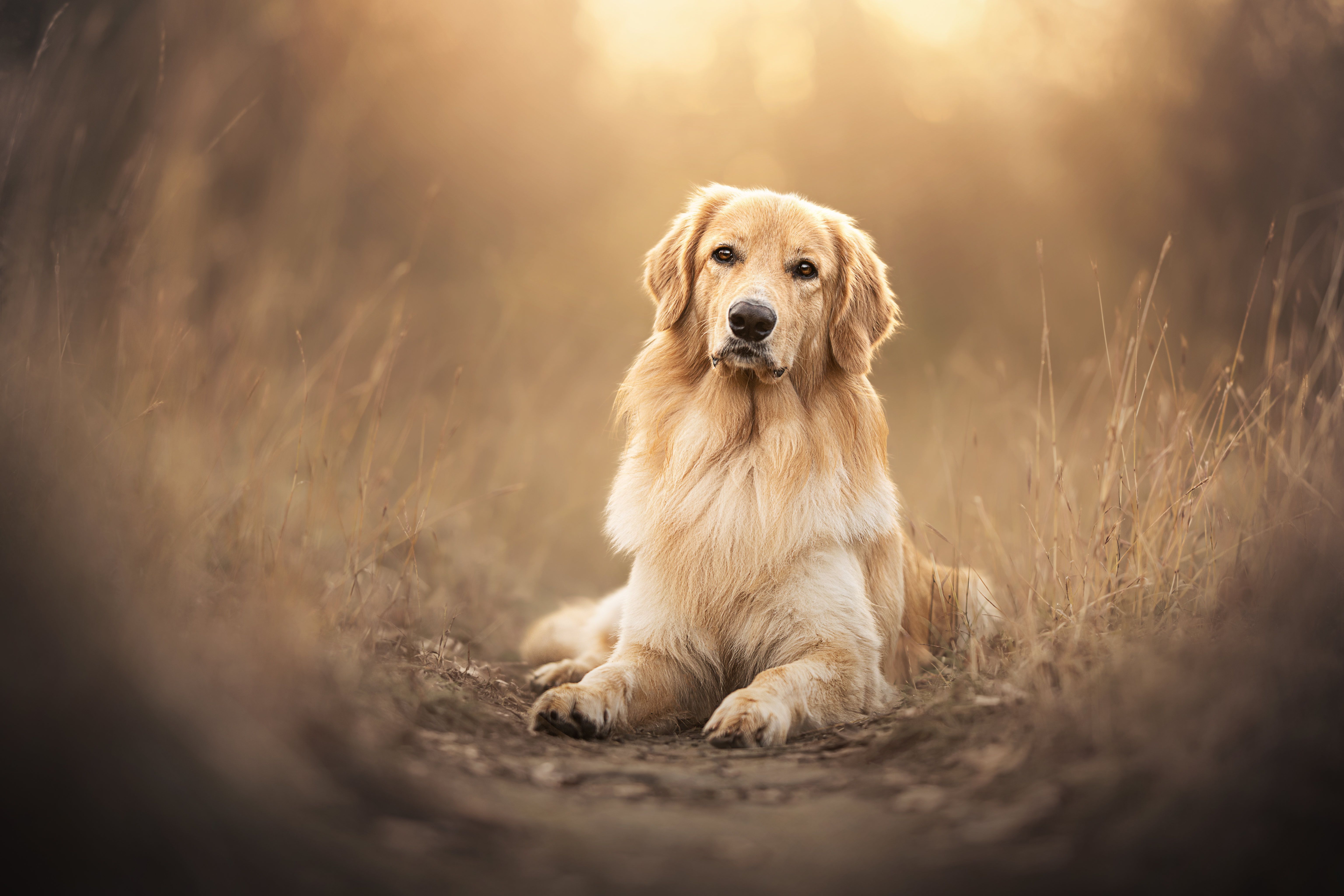 6144x4096 Animal Golden Retriever 4k Ultra HD