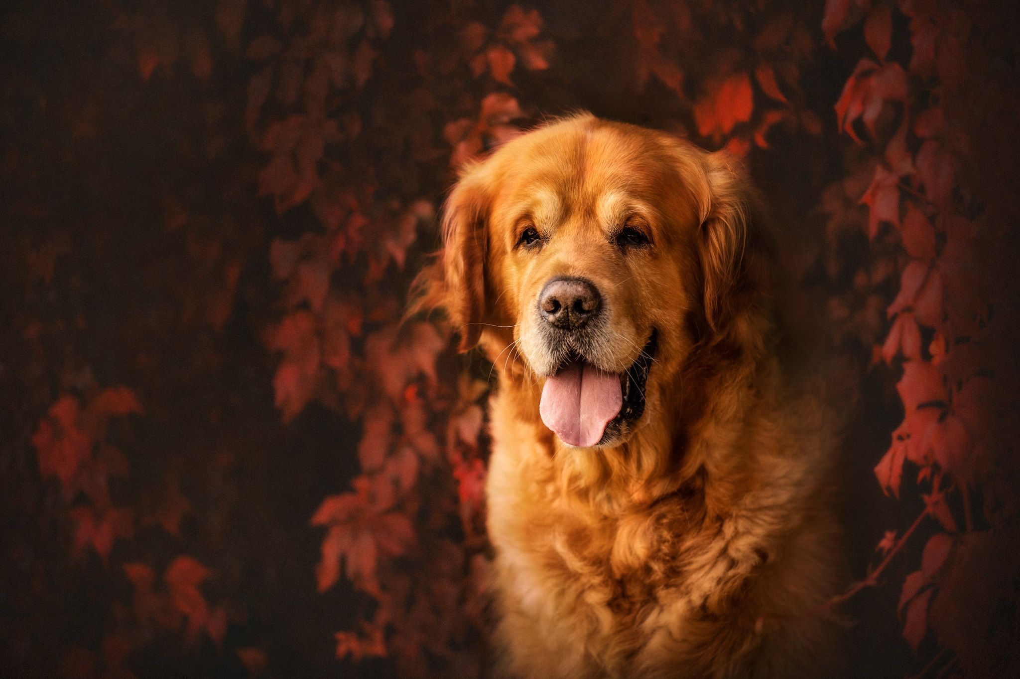 2048x1365 Animal Golden Retriever HD Wallpaper
