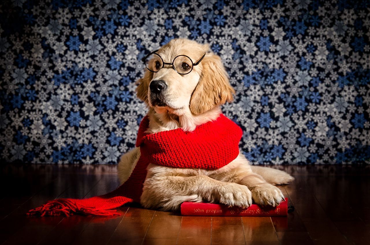 1280x847 Desktop Wallpaper Golden Retriever