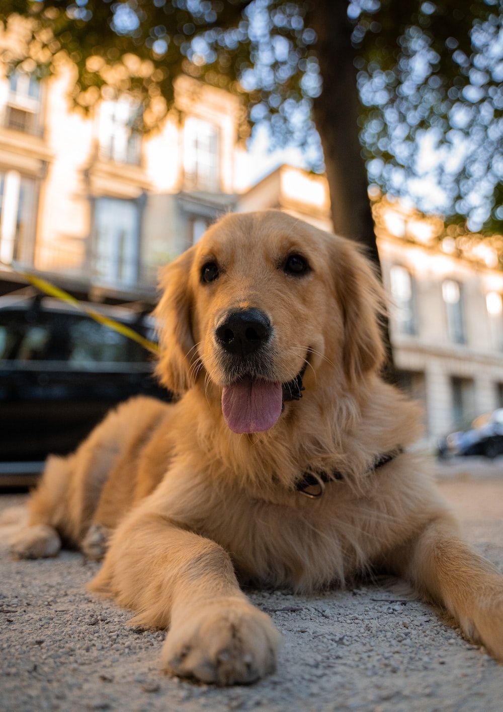 1000x1414 Dog Picture Picture. Download Free