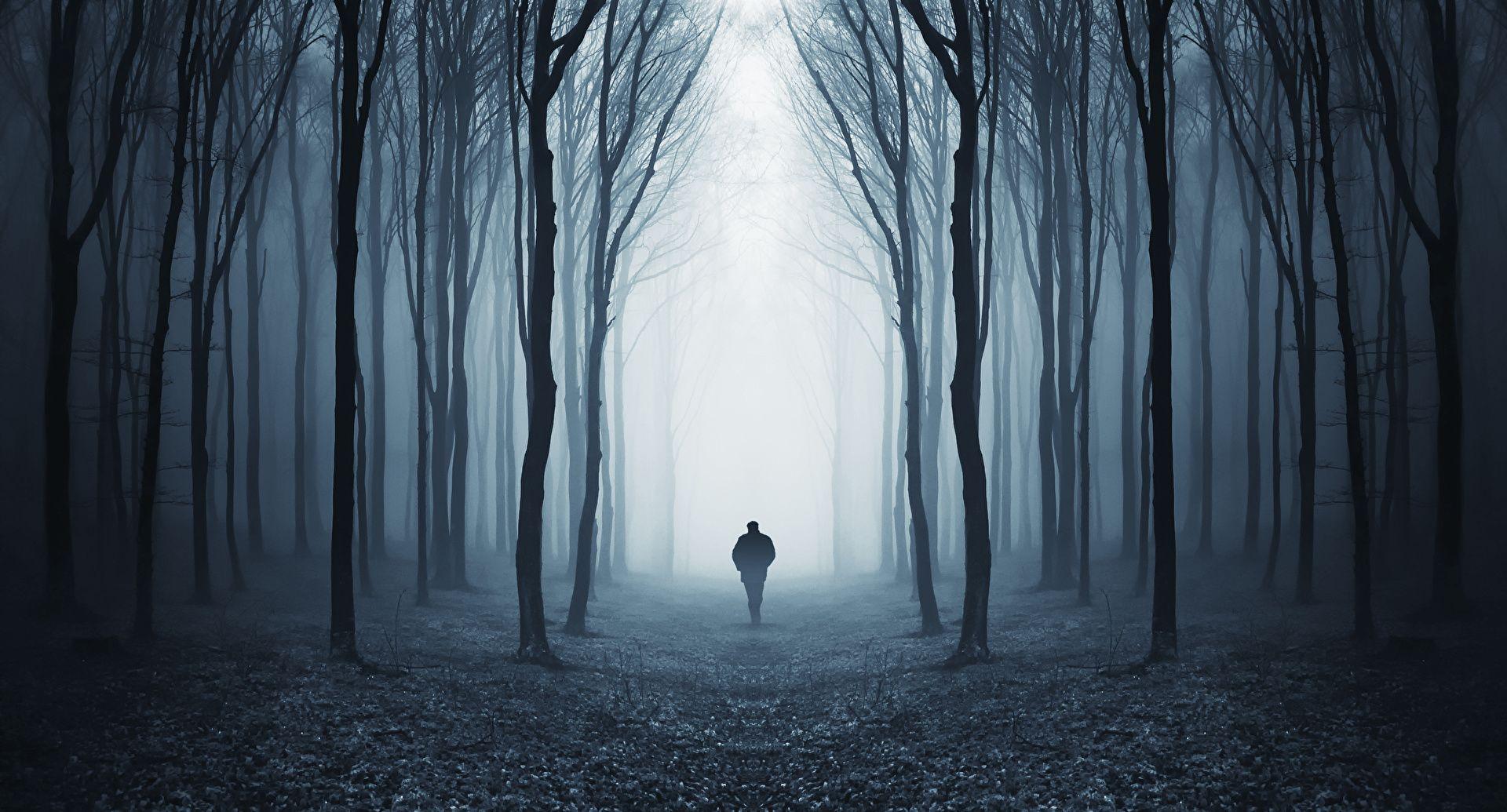 1920x1035 Picture Fog Nature Forests Trees 1920x1035