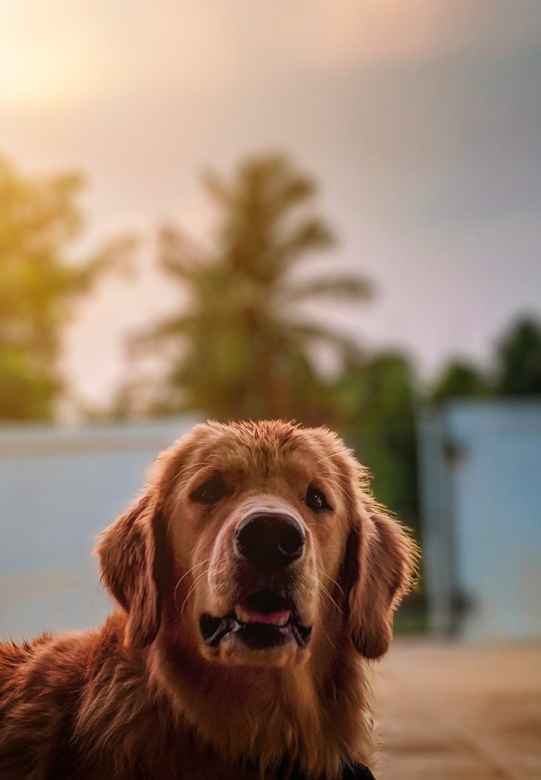 1728x2489 Golden Retriever Photo, Download