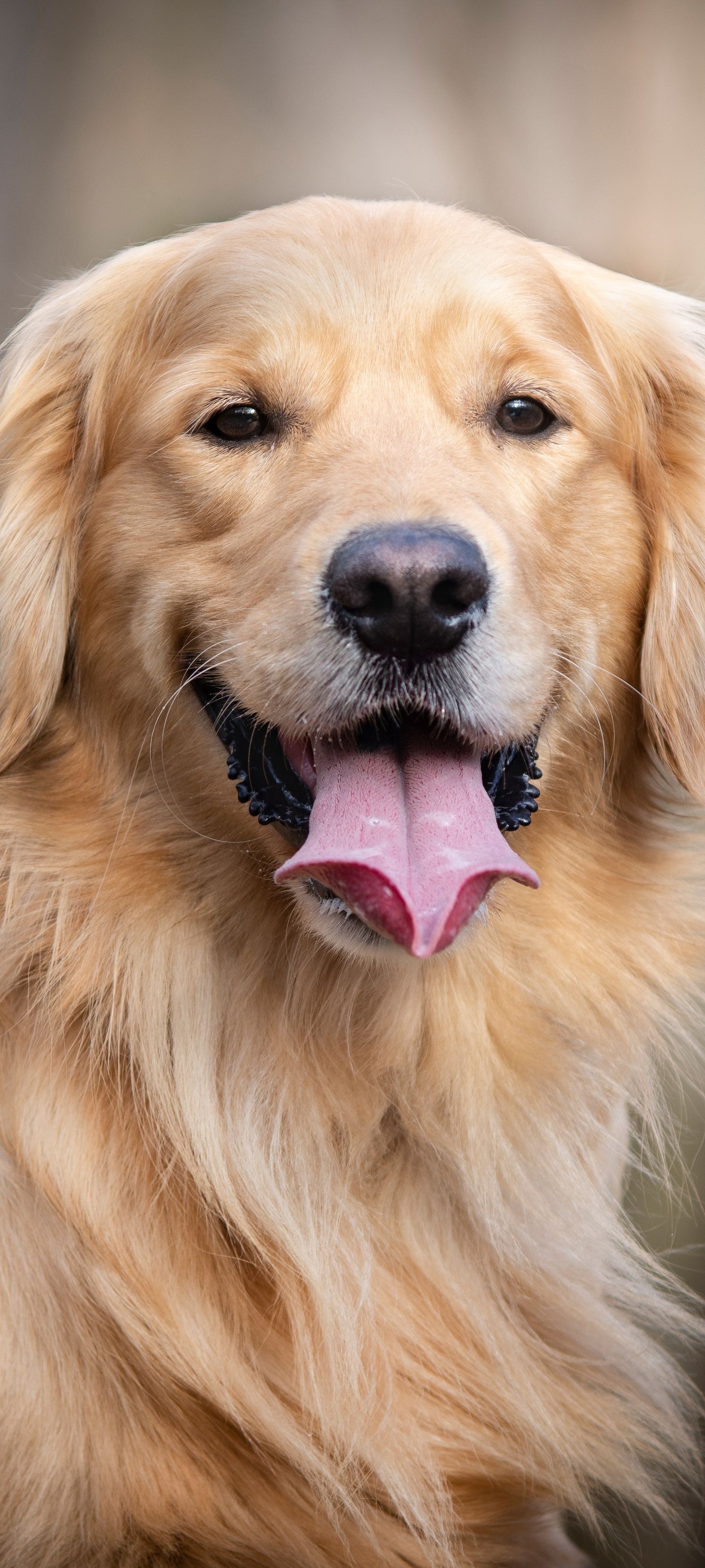1440x3200 HD desktop wallpaper: Dogs, Dog, Animal