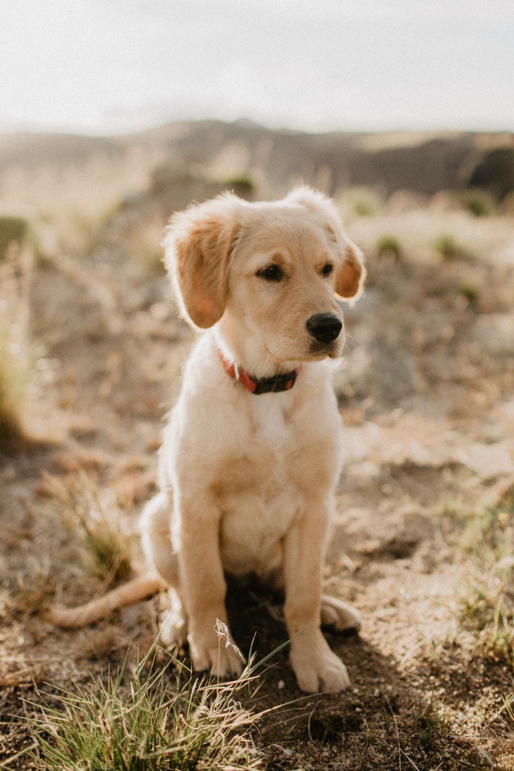 1000x1500 Golden Retriever Puppy Picture