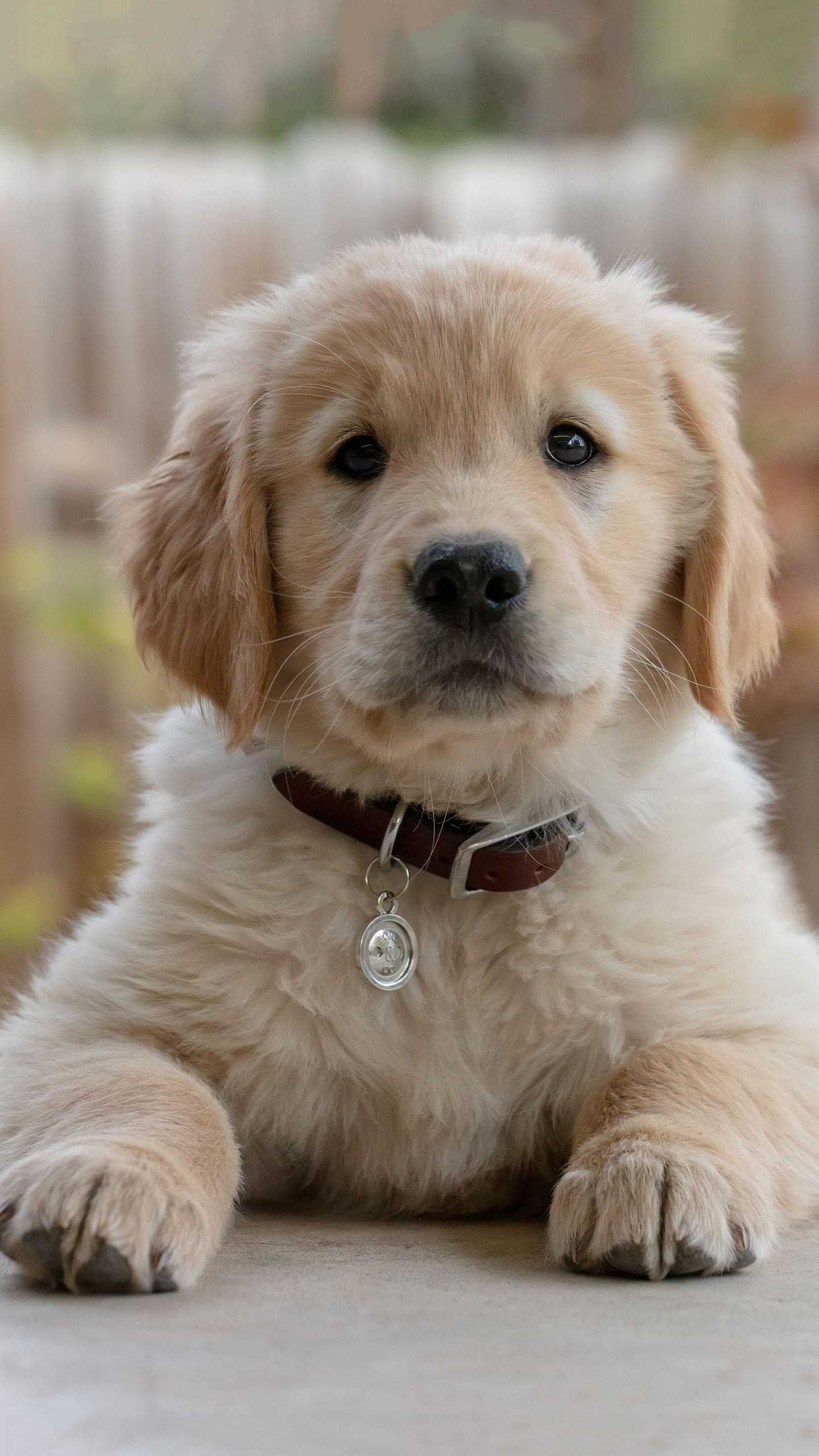 1440x2560 Golden Retriever Puppy Wallpaper
